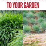20 Ornamental Grasses That Add Rich Texture to Your Garden