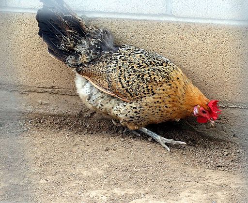 15 Backyard Chicken Breeds You Should Probably Avoid 13 512px Sicilian Buttercup Chicken