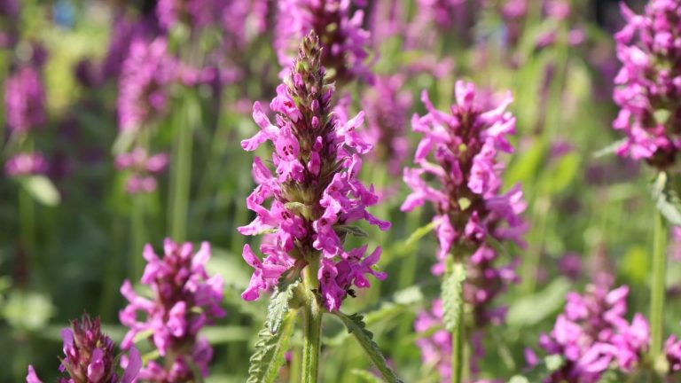 16 Perennials Rabbits Hate But Pollinators Love