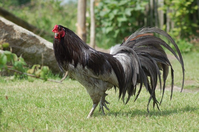 12 Exotic Chicken Breeds That Bring Variety to Your Flock 11 Blauwe sumatra