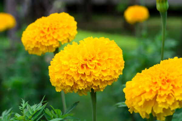 Spring Flower Ball Shape 7 Flowers With Perfectly Round, Ball-Shaped Blooms