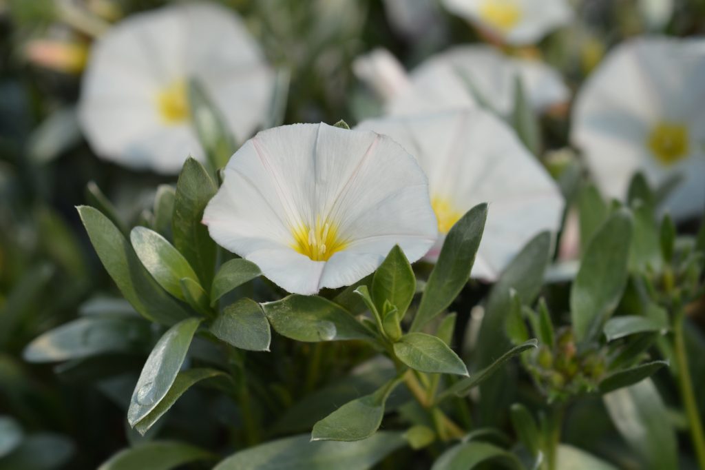 15 Beautiful Plants for a Spanish Style Garden 12 Silverbush (Convolvulus cneorum)