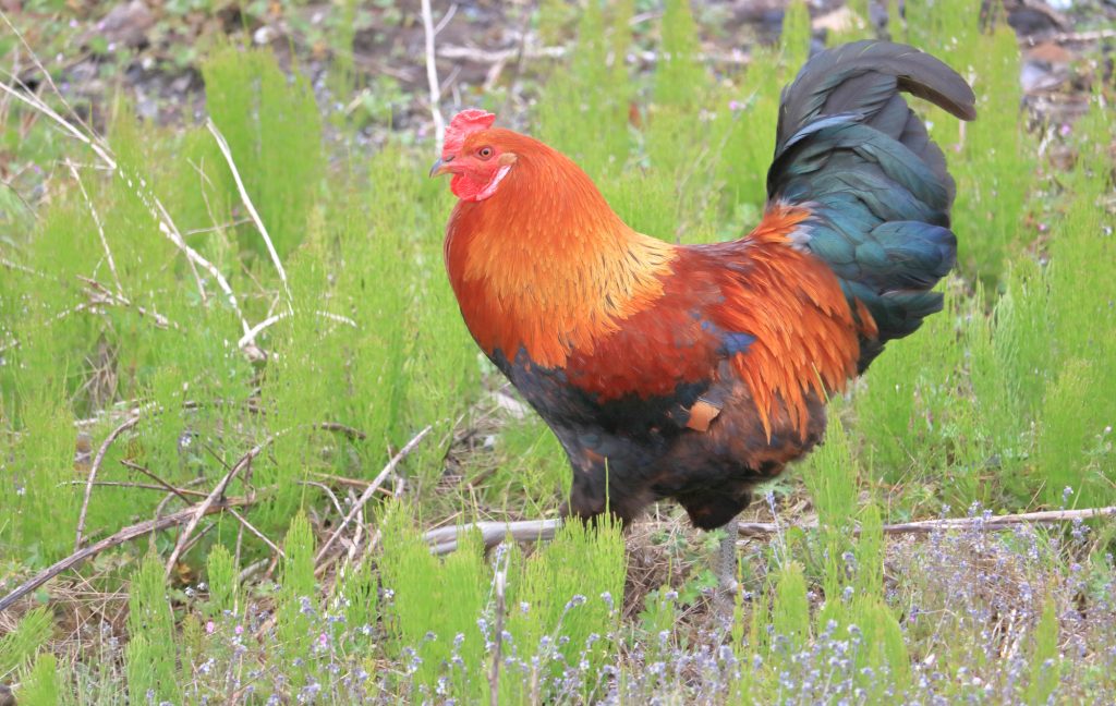 12 Exotic Chicken Breeds That Bring Variety to Your Flock 7 dorkings