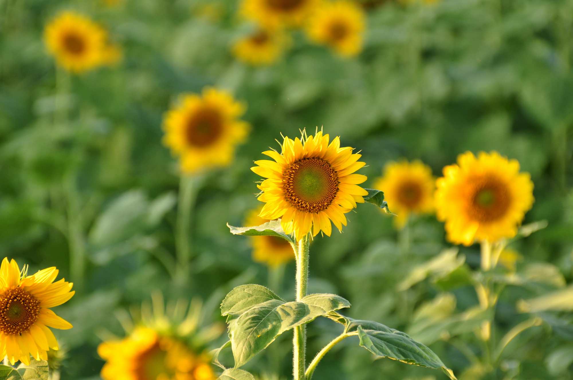 18 Annual Flowers That Grow Fast for a Stunning Summer Garden