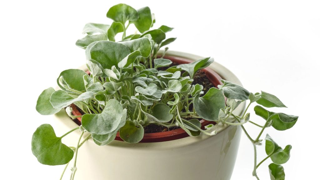 14 Cascading Plants for Hanging Baskets in Full Sun 12 Dichondra silver falls plant