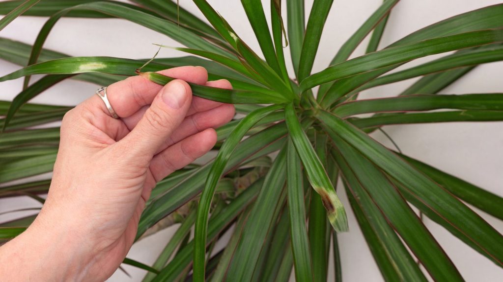 18 Beautiful Houseplants That Can Live For Decades 15 Dragon Tree Dracaena marginata