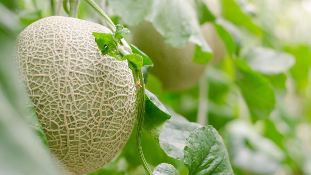 The Best Plants to Grow Alongside Onions 4 Fresh melons or green melons or cantaloupe melons plants growing