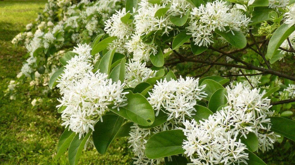 15 Flowering Trees That Stay in Bloom Longer Than You’d Expect 11 Fringetree