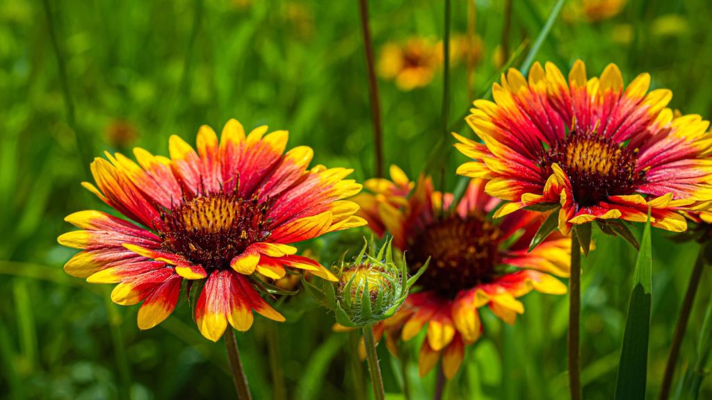 15 Companion Plants To Grow With Lavender 1 Gaillardia blanket flower