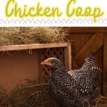 How to Keep the Smell Down in a Chicken Coop pin