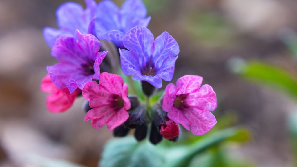 16 Perennials Rabbits Hate But Pollinators Love 12 Lungwort Pulmonaria 2