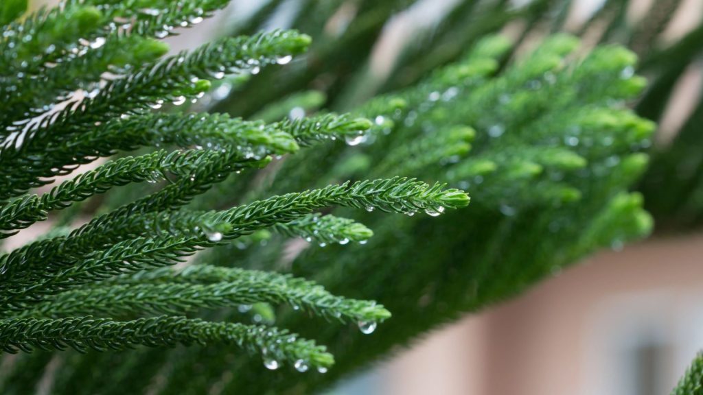 18 Beautiful Houseplants That Can Live For Decades 16 Norfolk Island Pine