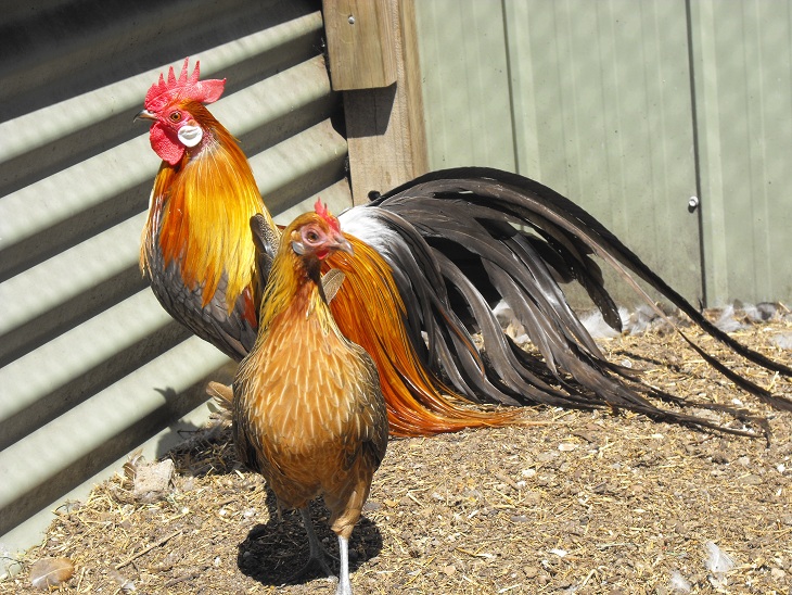 12 Exotic Chicken Breeds That Bring Variety to Your Flock 12