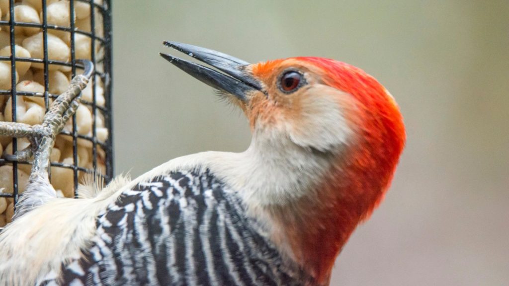 15 Red Birds That Will Captivate Your Garden 14 Red headed Woodpecker