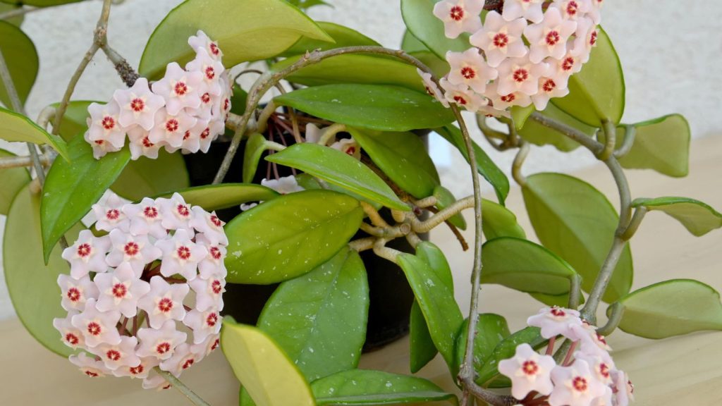 18 Beautiful Houseplants That Can Live For Decades 18 Save Share Sample AI Editor Blossoming hoya