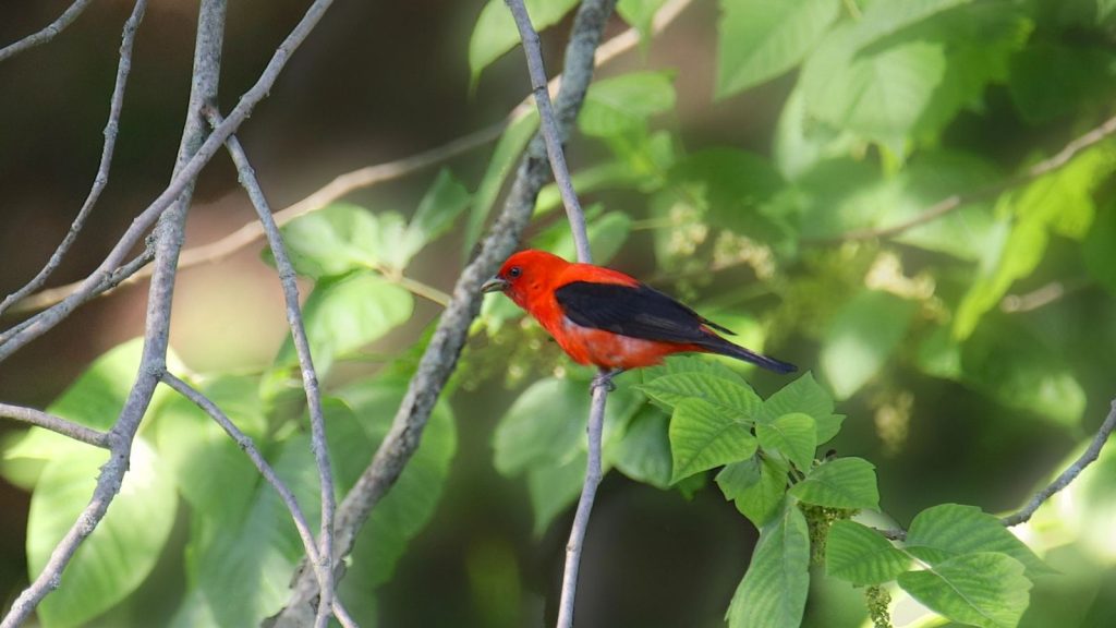 15 Red Birds That Will Captivate Your Garden 2 Scarlet Tanager