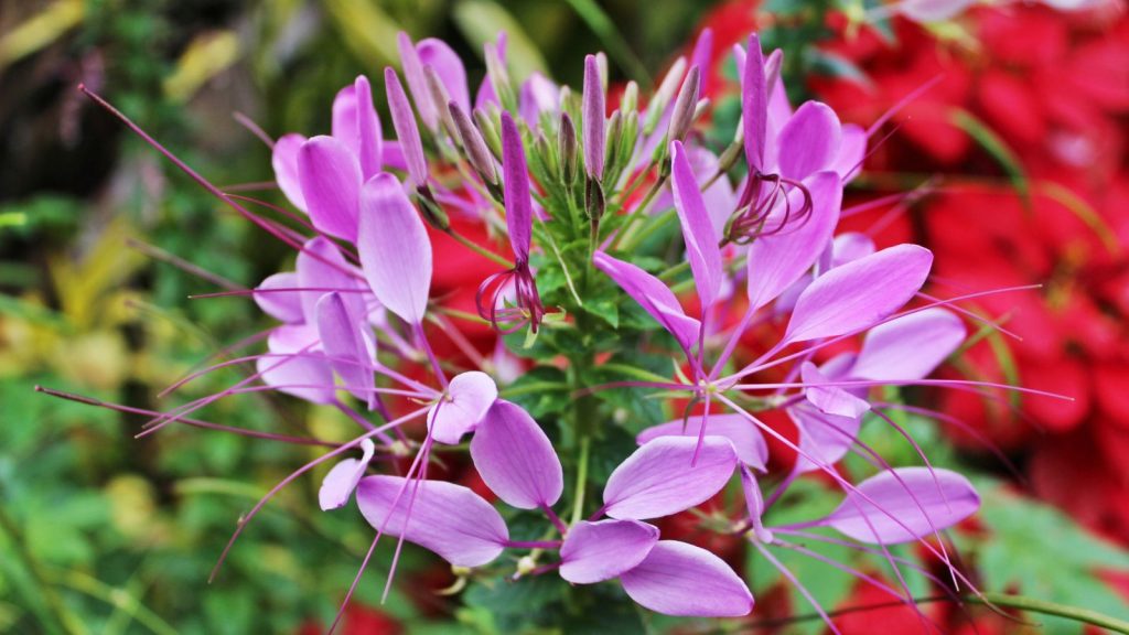15 Chaos Garden Flowers That Bloom All Summer Long 14 Spider Flower Cleome hassleriana