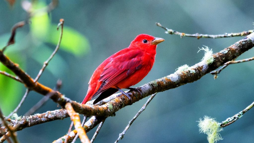 15 Red Birds That Will Captivate Your Garden 3 Summer Tanager