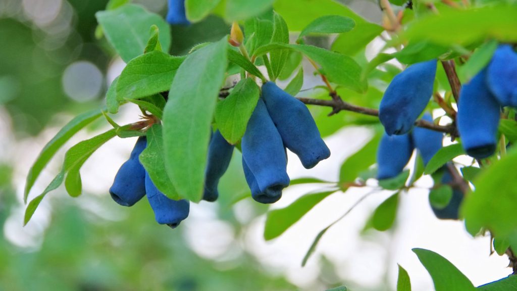 16 Berried Plants to Grow to Attract All Kinds of Birds 3 Sweetberry Honeysuckle