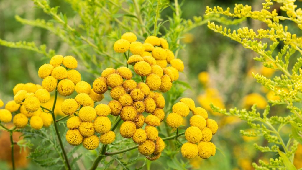 Grow Juicier Melons with These Cantaloupe Companion Plants 15 Tansy yellow flower