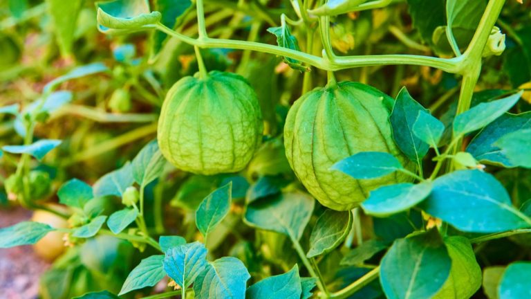 15 Companion Plants That Protect and Support Tomatillo Plants