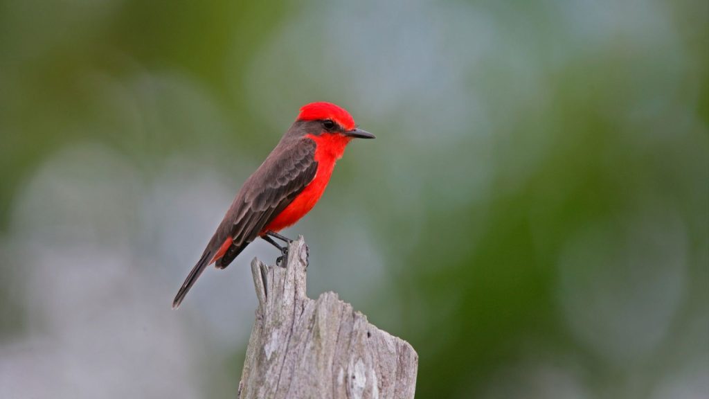 15 Red Birds That Will Captivate Your Garden 13 Vermilion flycatcher