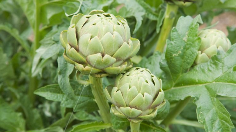 The Worst Companion Plants for Artichokes