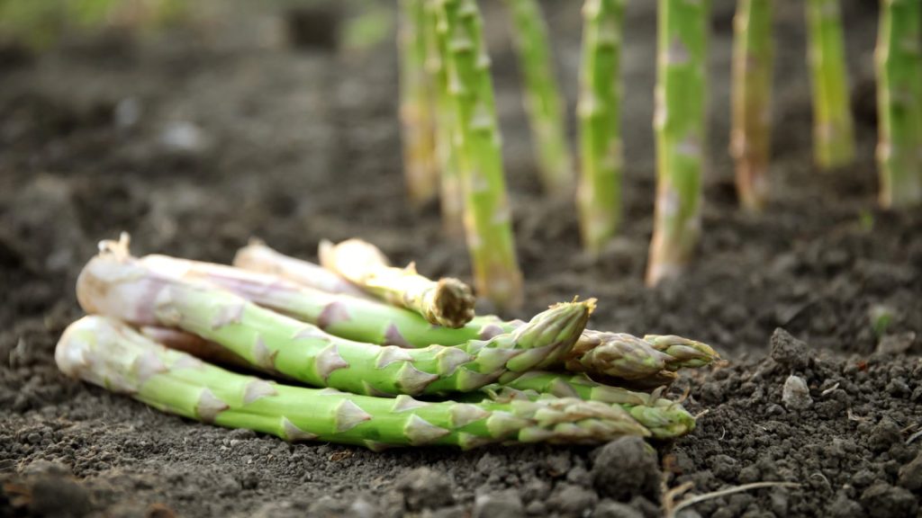 12 Perennial Vegetables You Only Need to Plant Once 1 asparagus plant