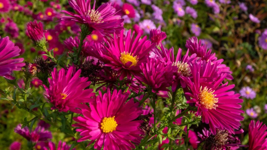 I Planted These Perennials Once and They’ve Come Back Beautifully Every Year 2 aster plant pink