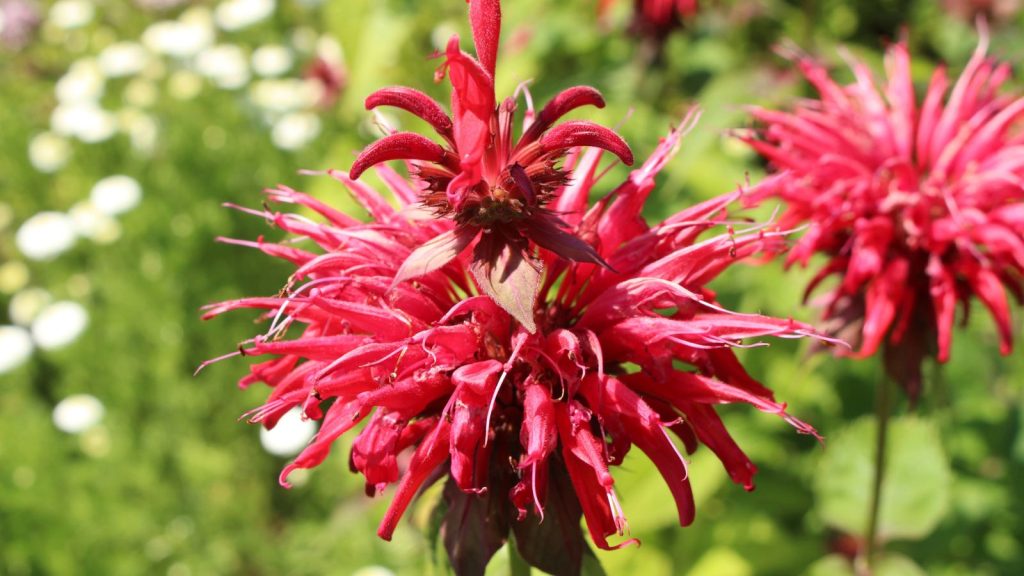 The Low-Maintenance Flowers I Grow When I Can’t Keep Up With the Garden 10 bee balm plant red