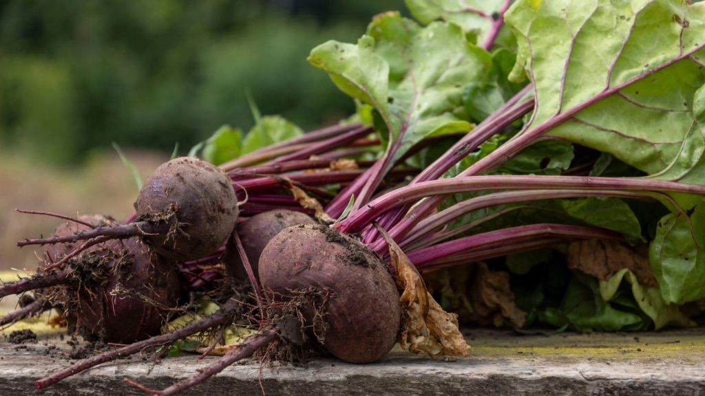 17 Plants That Love Growing Beside Long-Lived Asparagus 8 beets plant 2