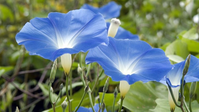 12 Blue and White Flowers That Add Striking Contrast to the Garden