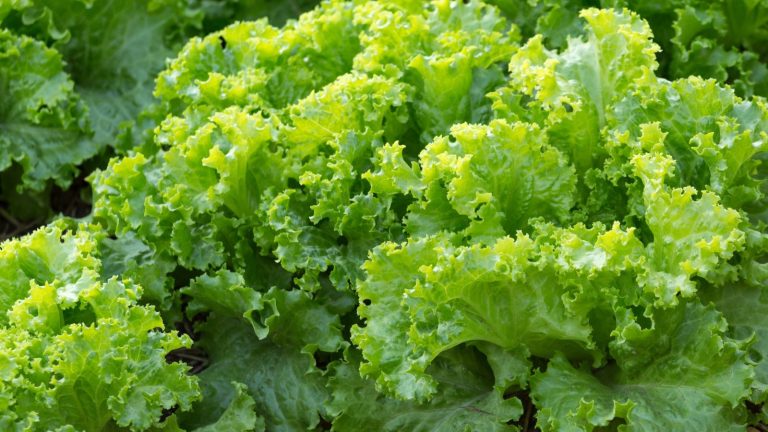 These Plants Might Be Harming Your Lettuce Without You Knowing