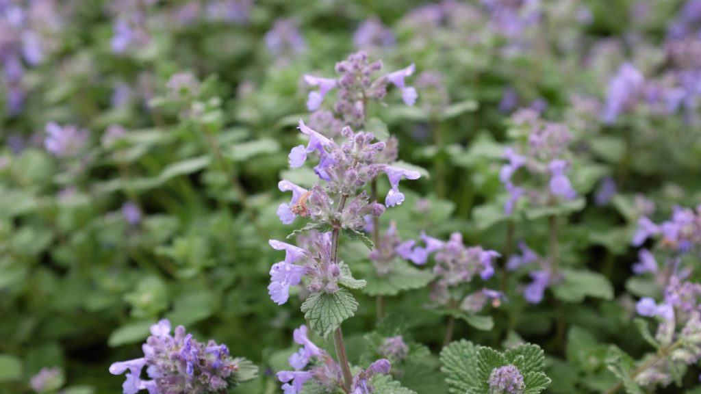 18 Trap Crops That Lure Pests Away From Your Plants 12 catnip plant