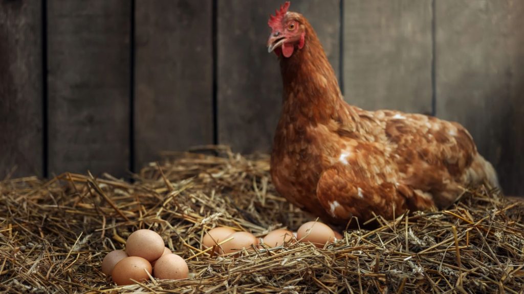9 Popular Chicken Breeds That Give You a Basket Full of Rich Brown Eggs