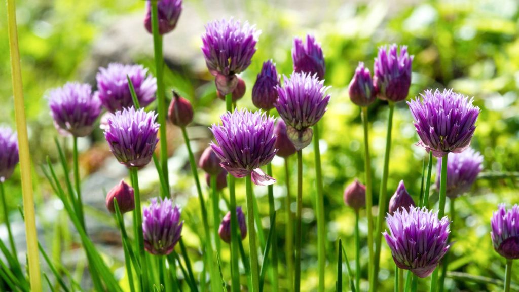 16 Perennials Rabbits Hate But Pollinators Love 2 chives alliums
