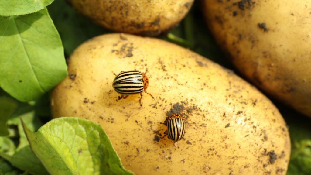 How to Get Rid of Colorado Potato Beetles