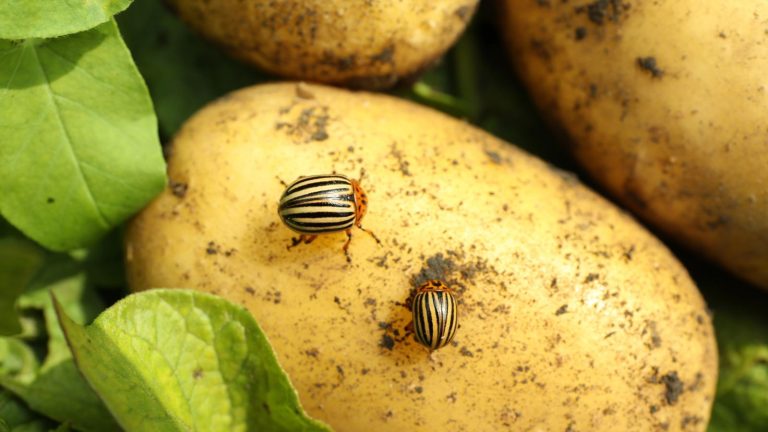 How to Get Rid of Colorado Potato Beetles