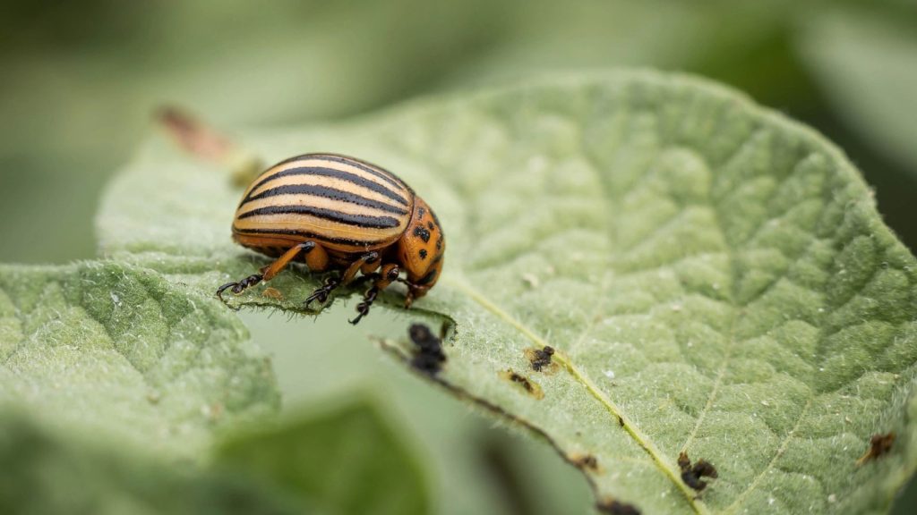 How to Get Rid of Colorado Potato Beetles 2 colorado beetles on a potato leaves