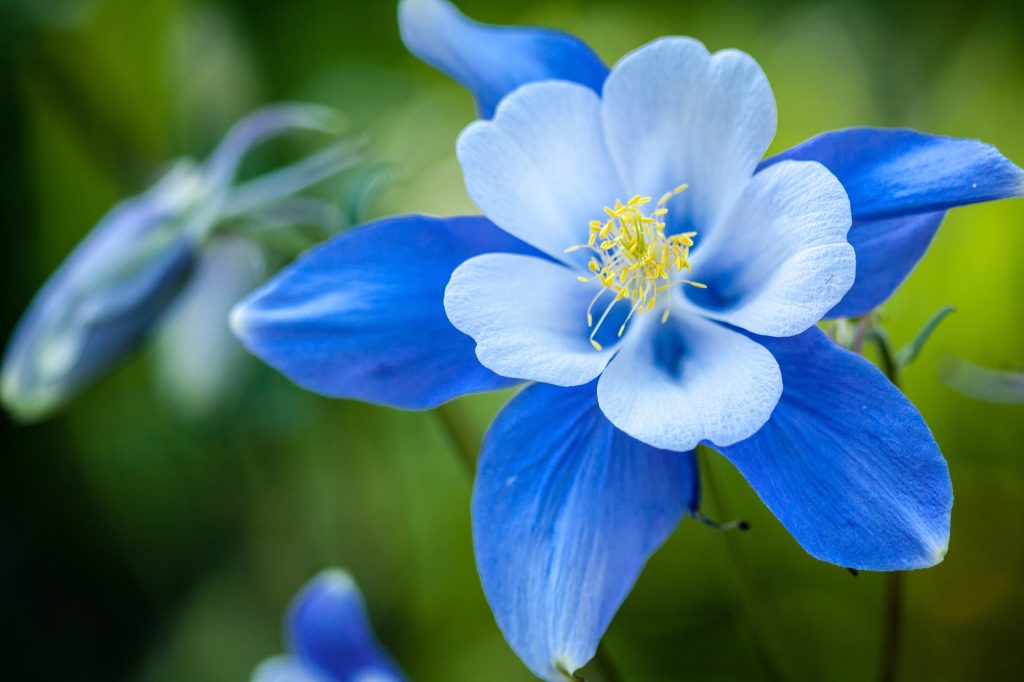 12 Blue and White Flowers That Add Striking Contrast to the Garden 12 columbine