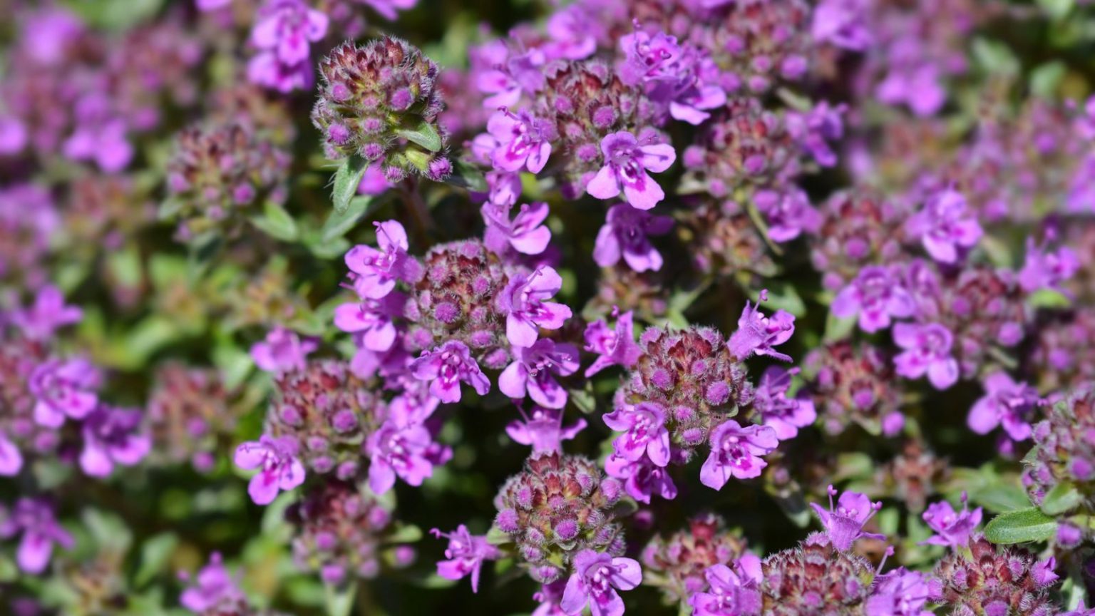 17 Fast-Growing Tiny Flowers That Overflow With Color In Your Garden