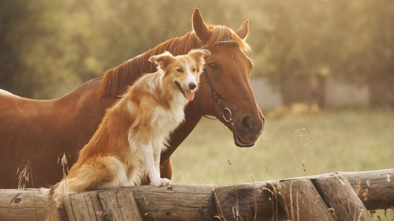 15 Farm Animals That Make Great Pets