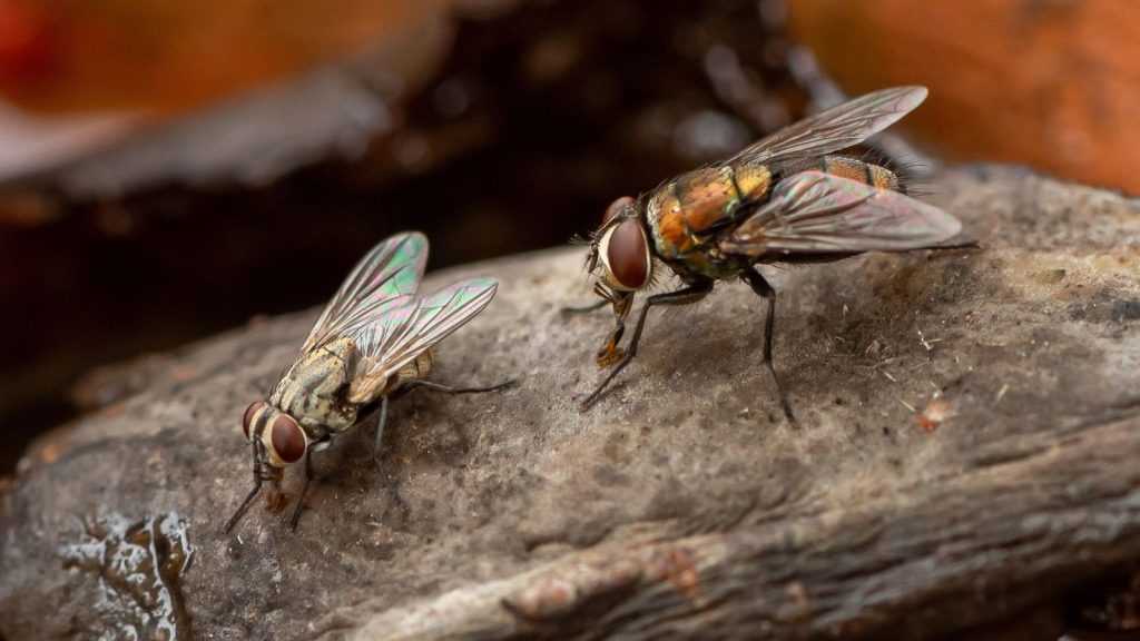 These 15 Simple Things Help Keep Flies Out of My Home
