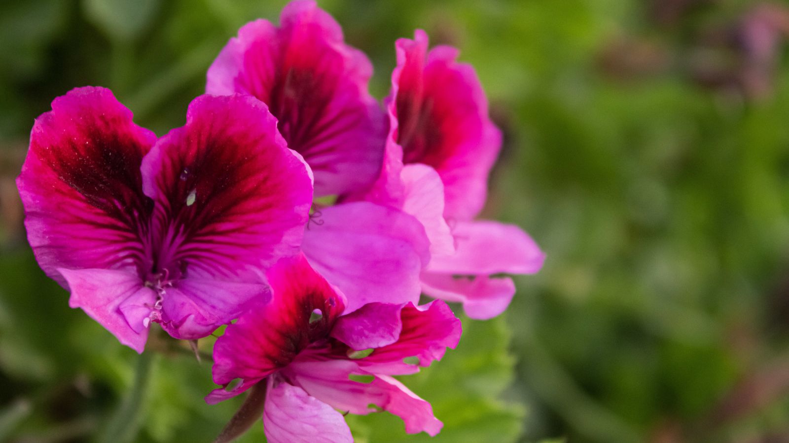 10 Annuals That Deter Chipmunks but Attract Pollinators 3 geranium flower
