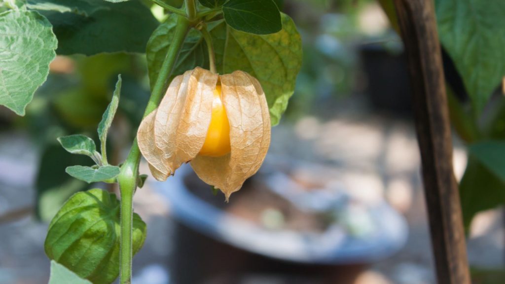 6 Fast-Growing Fruits You Can Grow in Pots