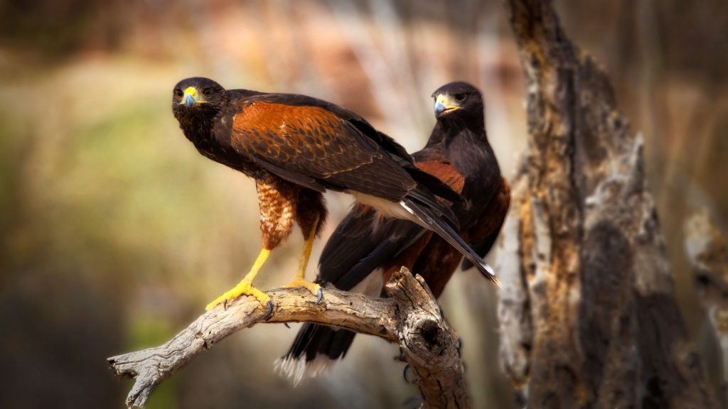 15 Red Birds That Will Captivate Your Garden 12 harris hawk