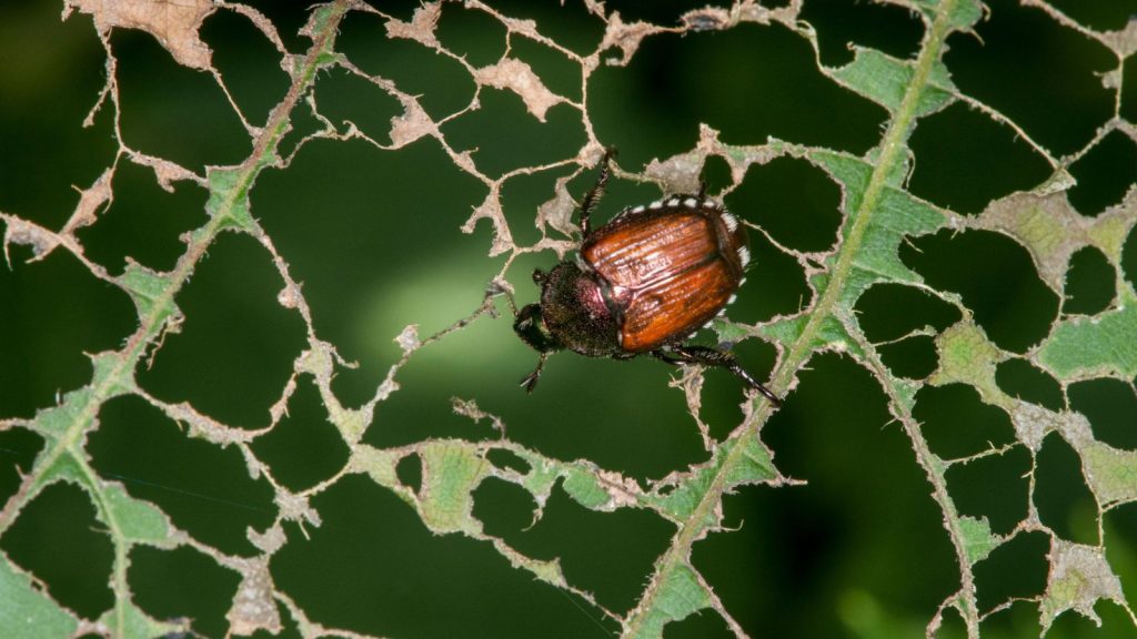 How I Finally Got Rid of Japanese Beetles in My Garden