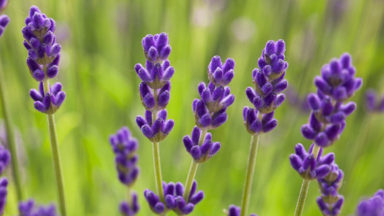 15 Companion Plants To Grow With Lavender