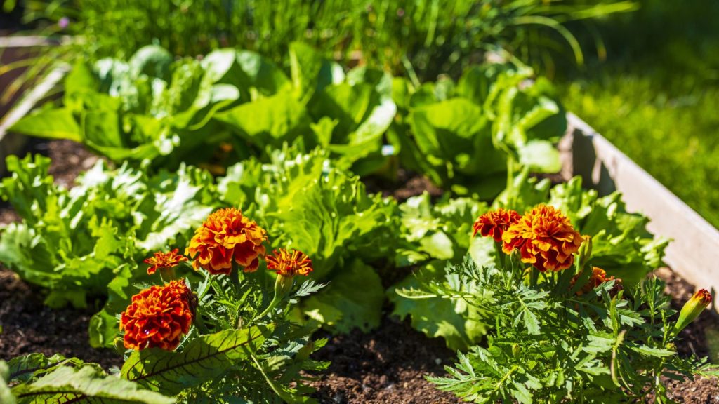 16 Garden Rules We're Breaking This Year 16 marigold in vegetable garden