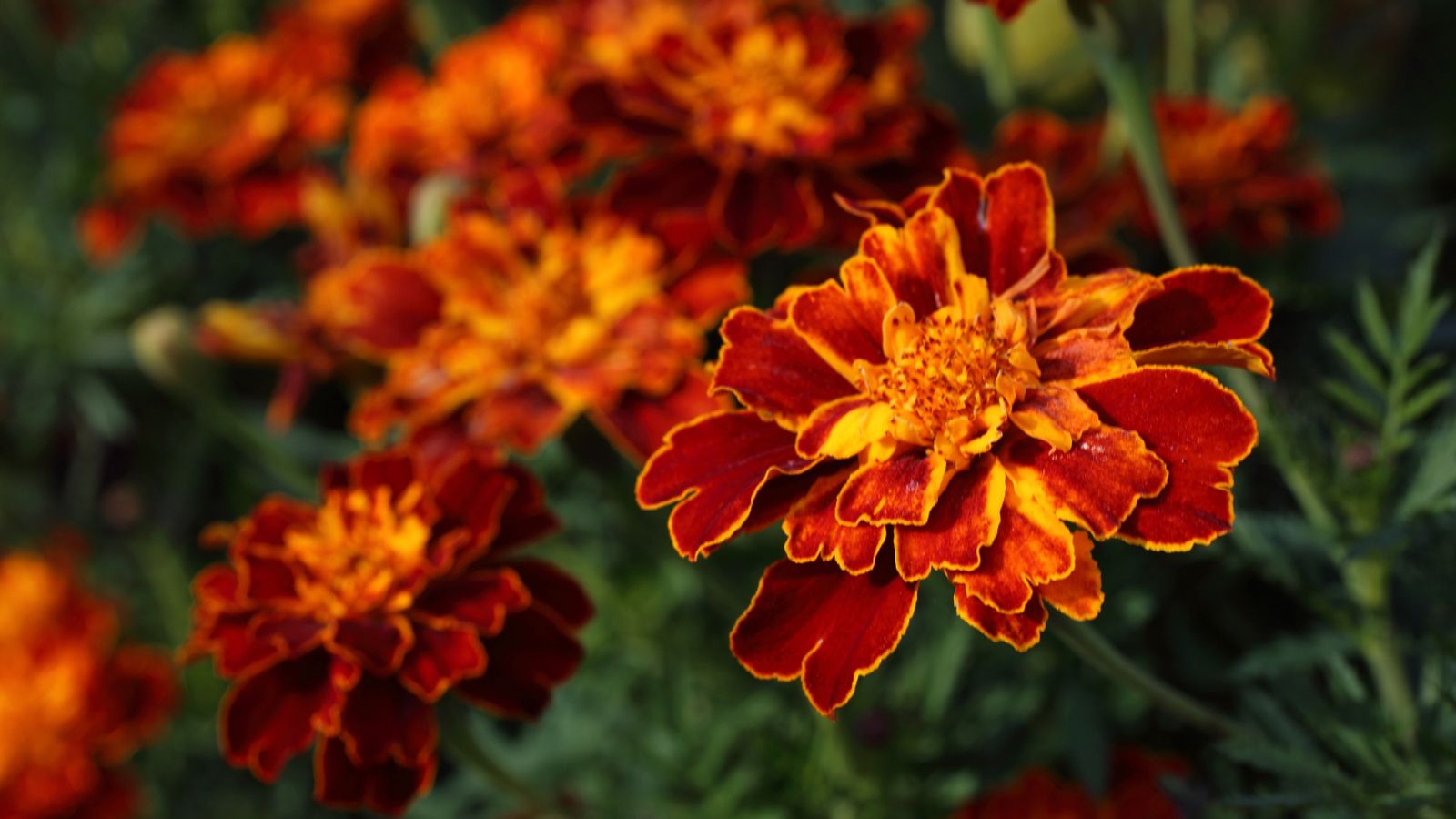 10 Annuals That Deter Chipmunks but Attract Pollinators 1 marigold plants